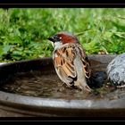 " Après un bon bain je suis en forme "