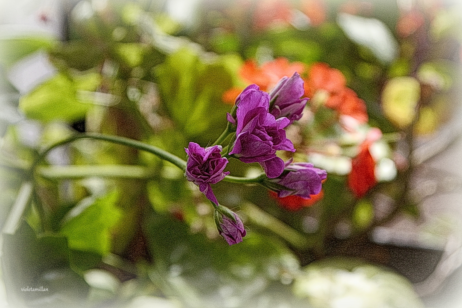 APRESURADA LA PRIMAVERA