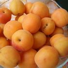 apricot