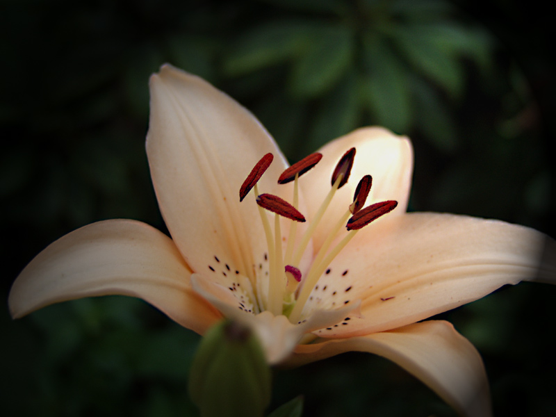 apricot beauty