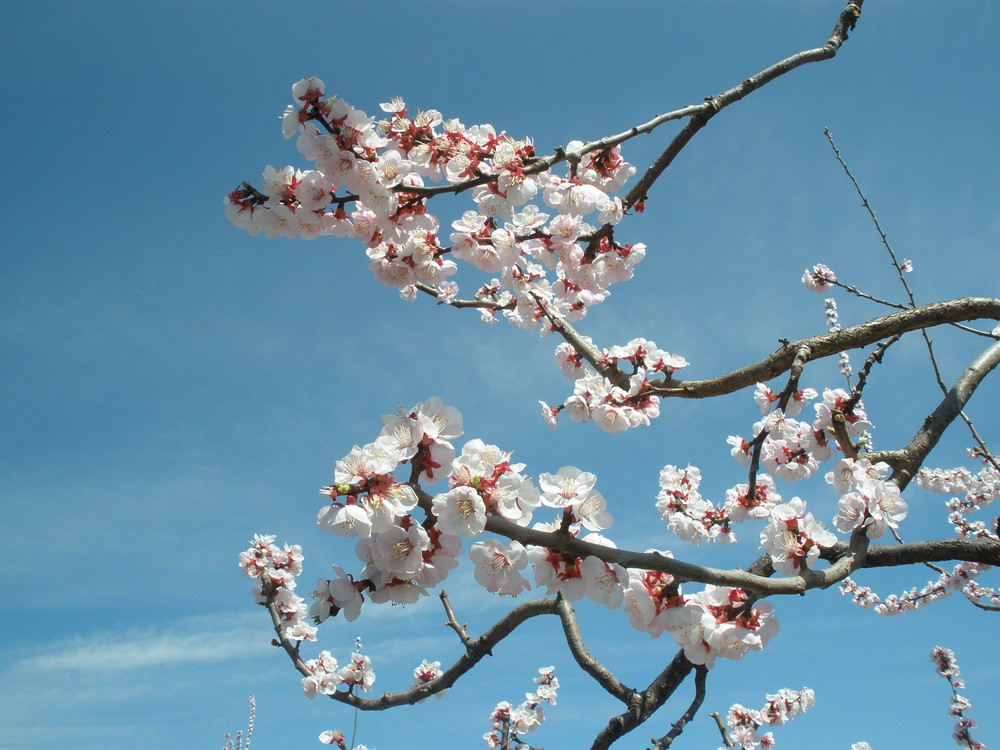 Apricot blossom