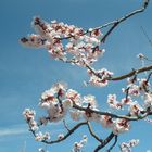 Apricot blossom