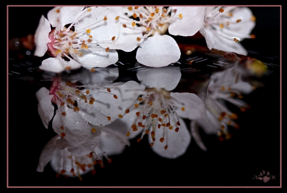 Apricot blossoms - mirroring