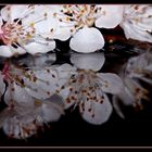 Apricot blossoms - mirroring