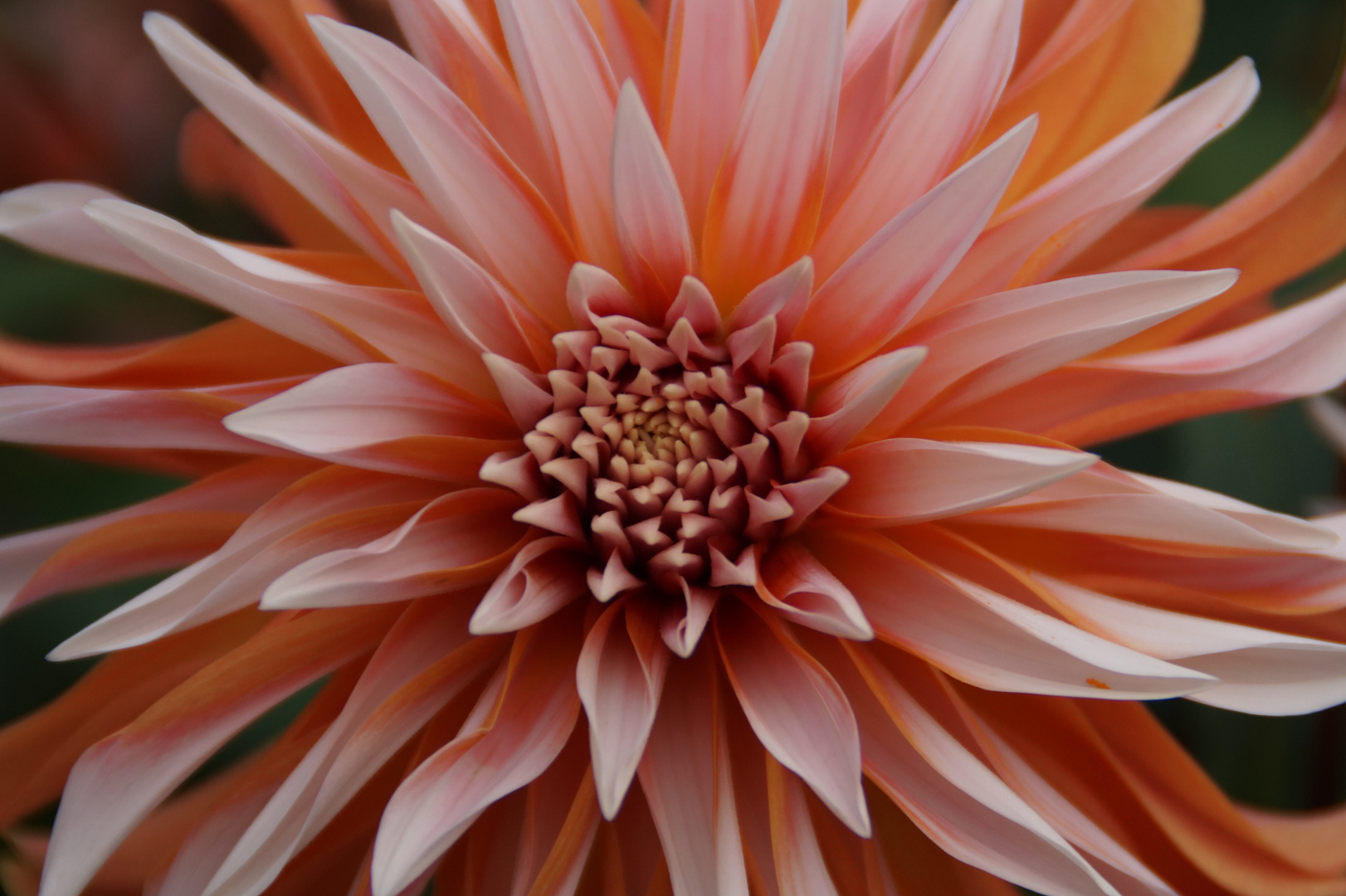 Apricot-coloured dahlia 