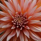 Apricot-coloured dahlia 