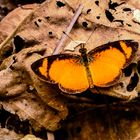 APRICOT CRESCENT, TEGOSA CLAUDINA