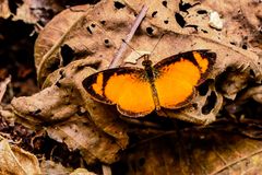 APRICOT CRESCENT, TEGOSA CLAUDINA