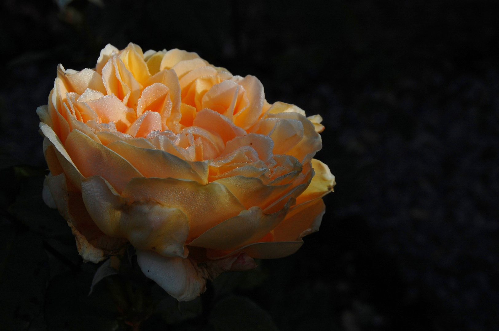 Apricot dream.