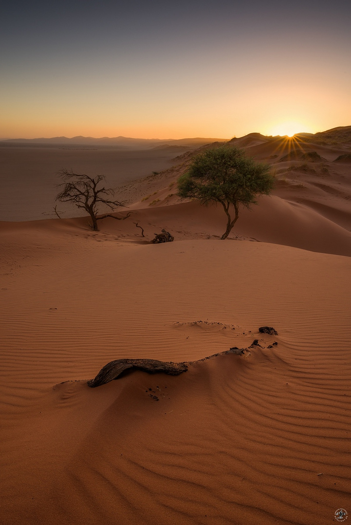 APRICOT DUNES