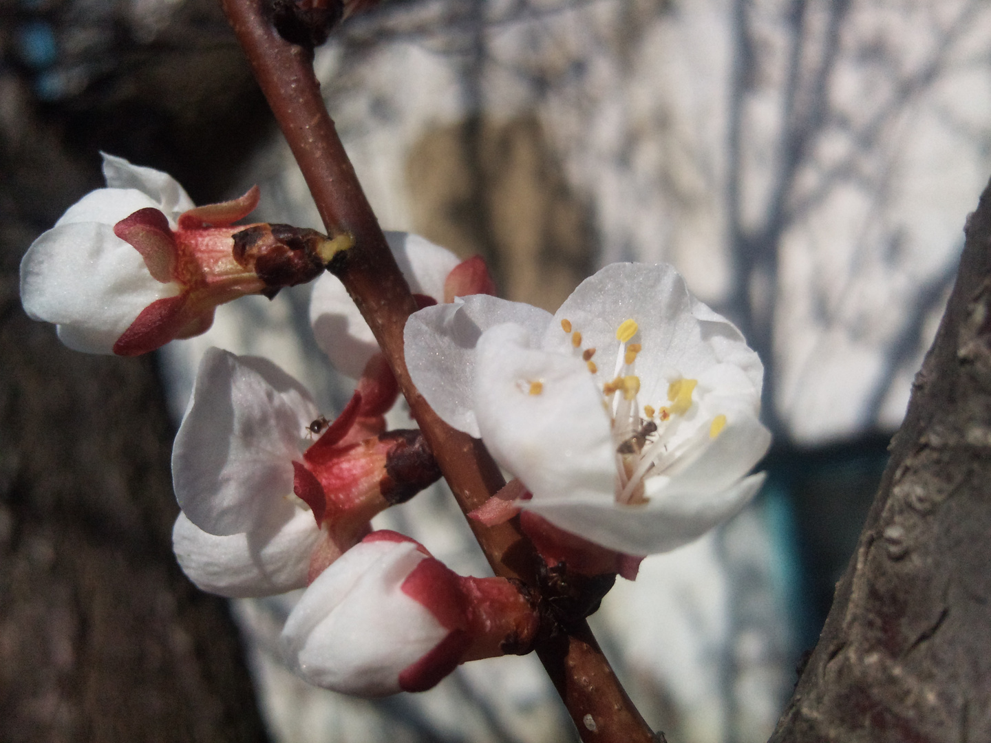 Apricot - Qaysi