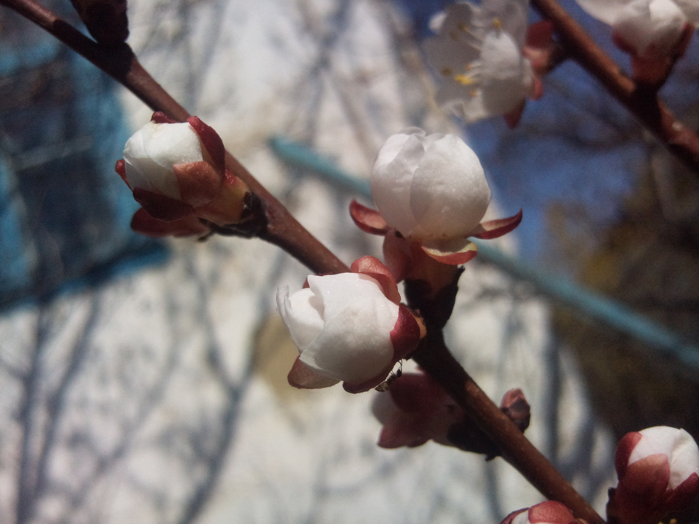 apricot - Qaysi