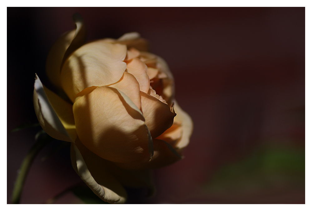 Apricot Rose