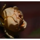 Apricot Rose