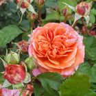 Apricot Rose