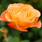 Apricot Rose