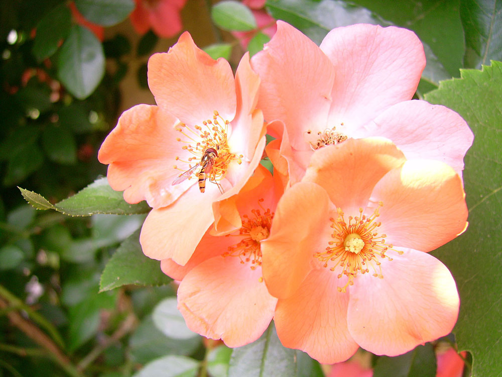 Apricot-Rose vor der Haustür meiner Eltern