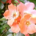 Apricot-Rose vor der Haustür meiner Eltern