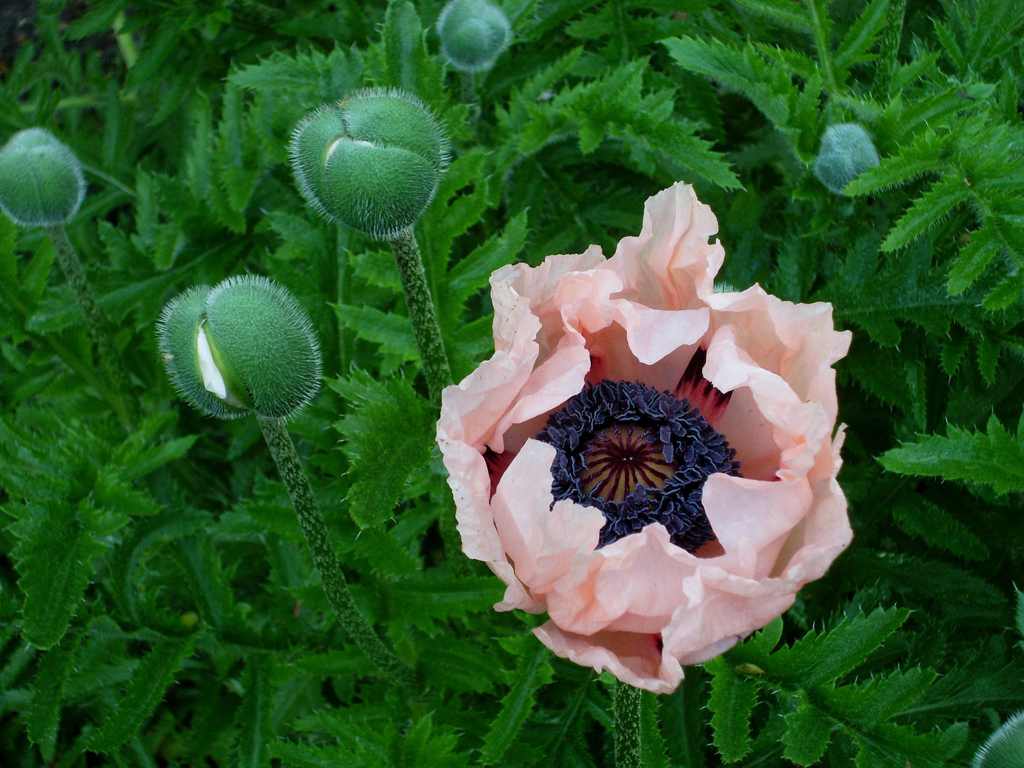 aprikofarbener Mohn