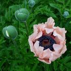 aprikofarbener Mohn