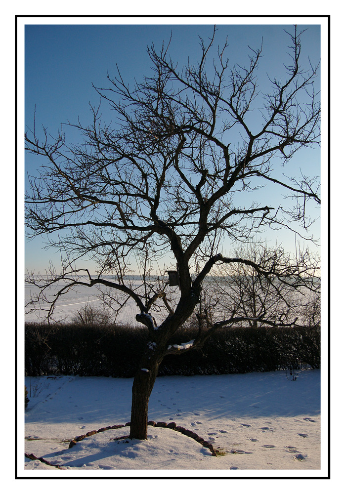 Aprikose im Winter