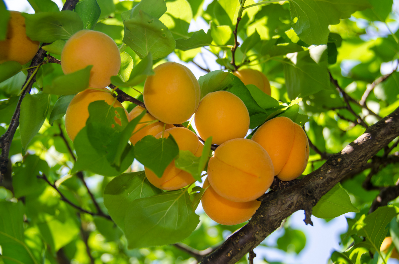Aprikosen, Marillen Ernte in Kittsee im Burgenland Foto & Bild