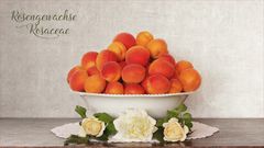 Aprikosen, Marillen, Prunus armeniaca... - aus dem Ländle...