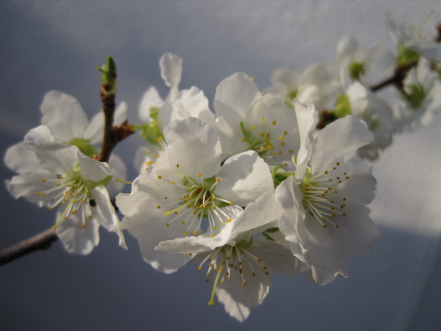 Aprikosenbäumchenblüten