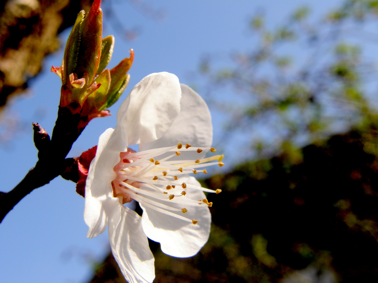 Aprikosenbaum, die erste Blüte...