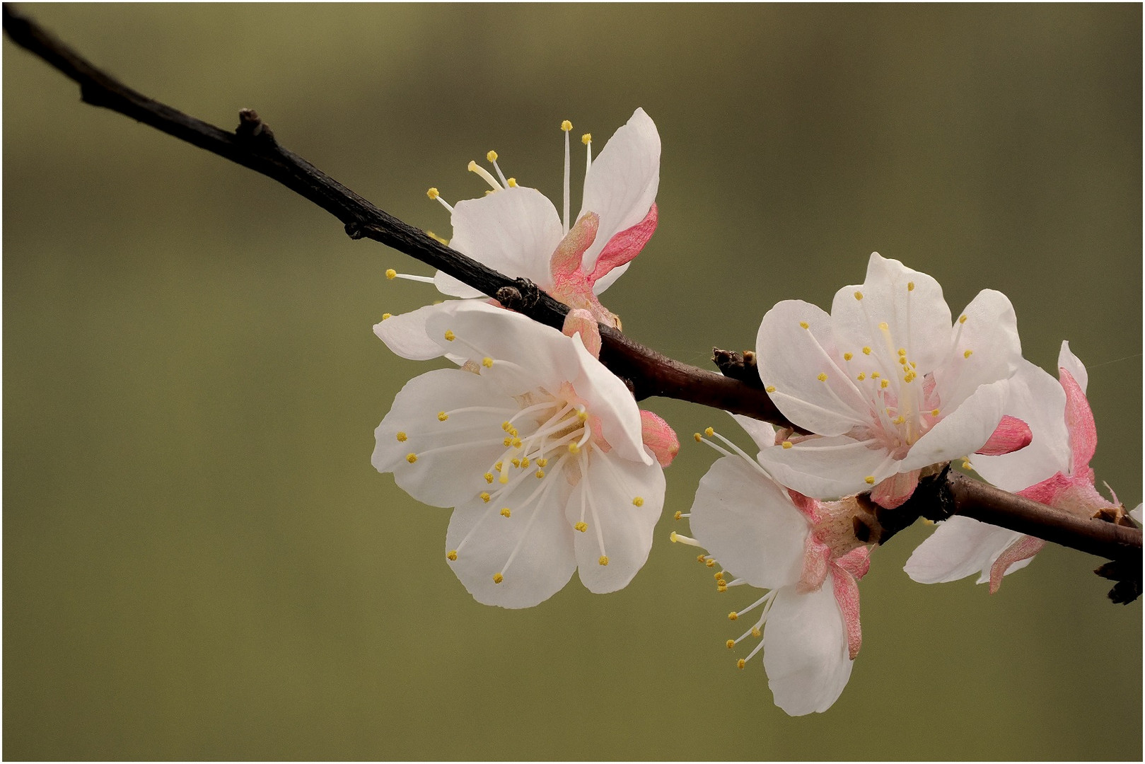Aprikosenbaumblüten