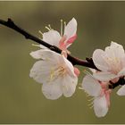 Aprikosenbaumblüten