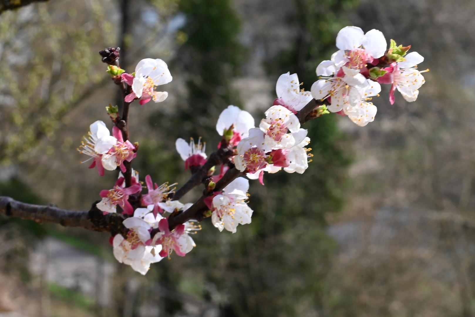 Aprikosenblüte