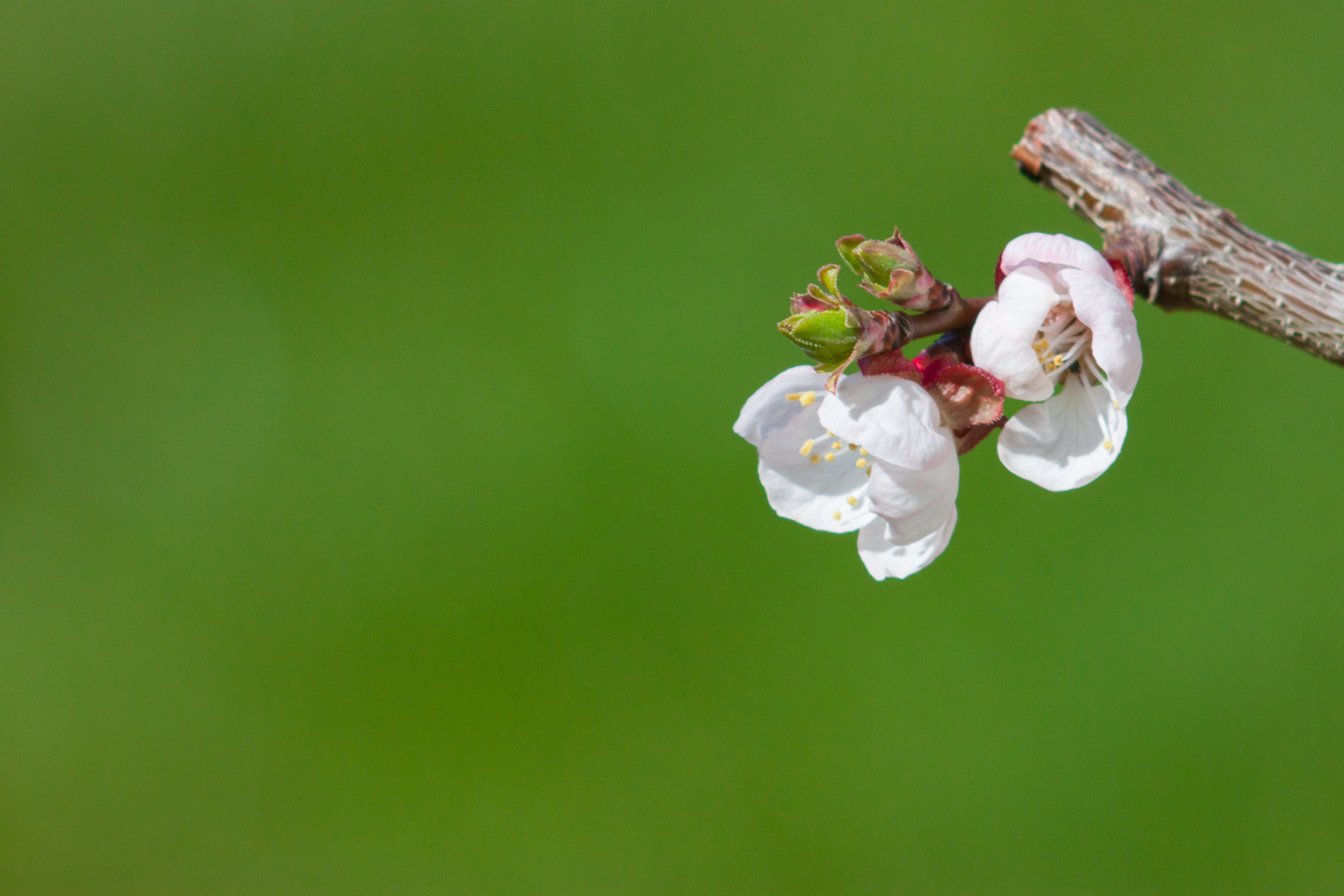 Aprikosenblüte