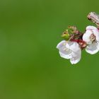 Aprikosenblüte