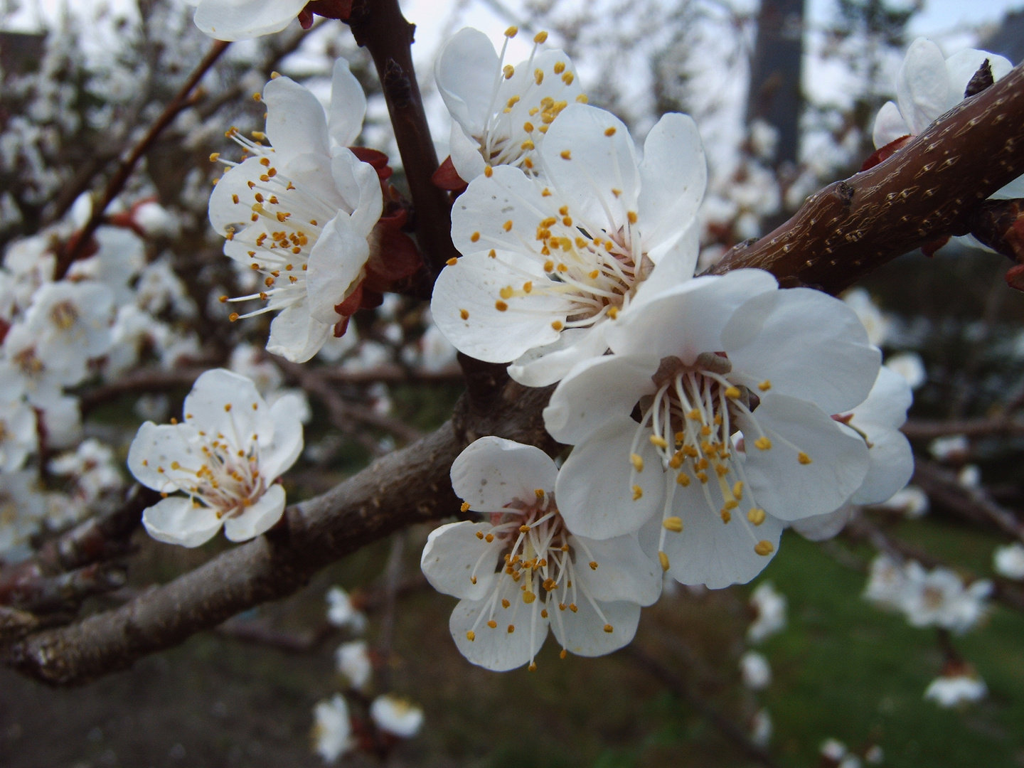 Aprikosenblüte