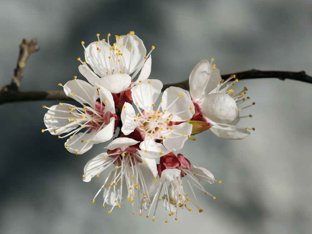 aprikosenblüte