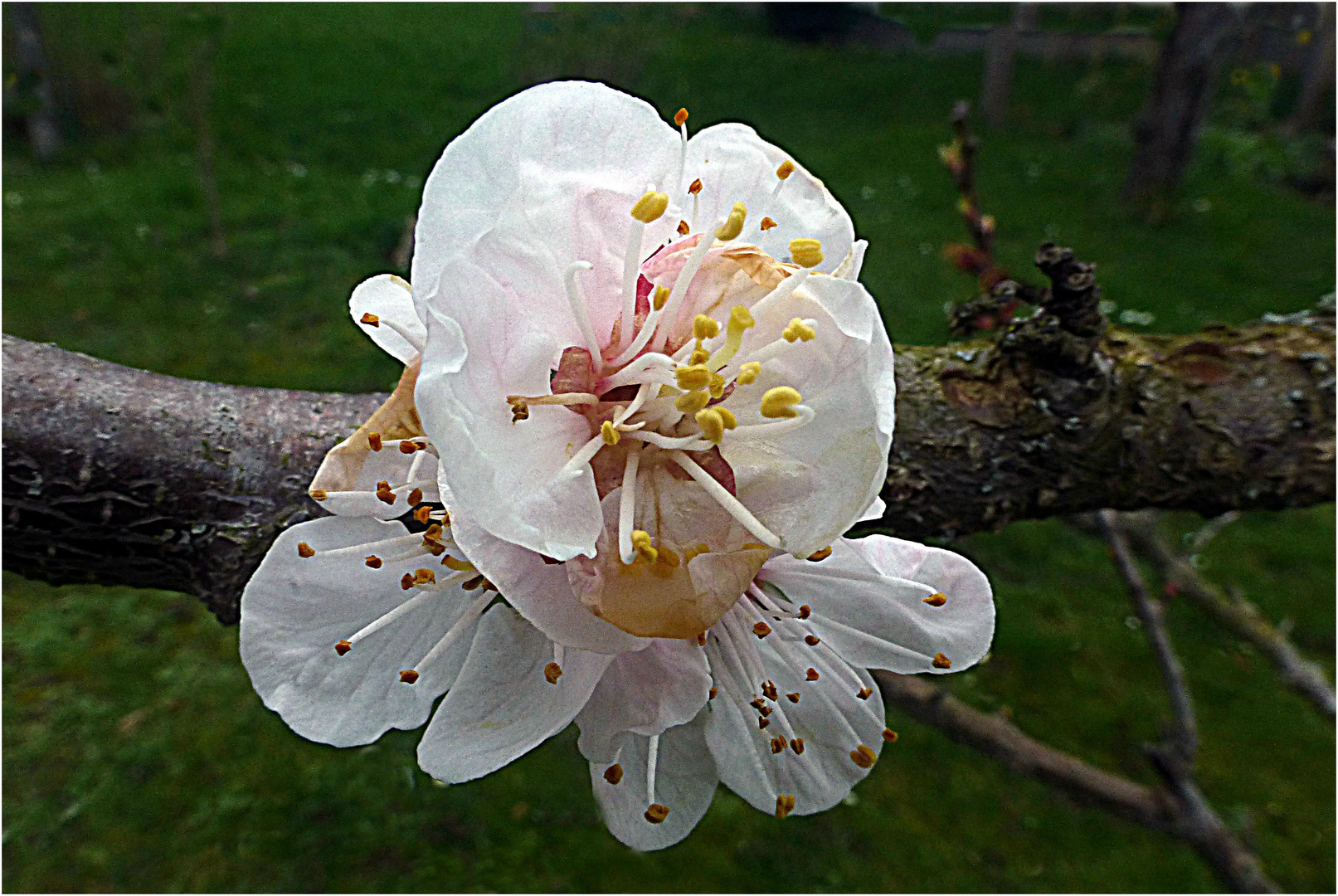 Aprikosenblüte Foto &amp; Bild | natur Bilder auf fotocommunity