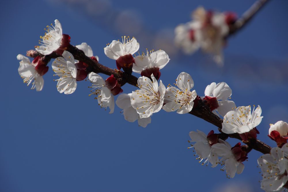 Aprikosenblüte