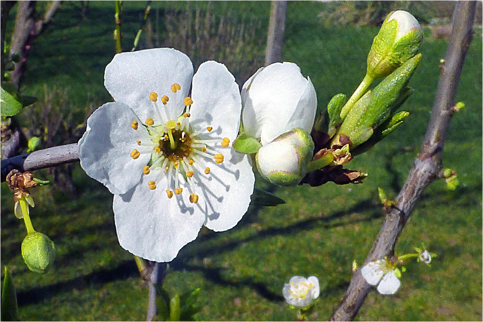 Aprikosenblüte