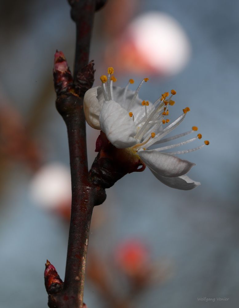 Aprikosenblüte