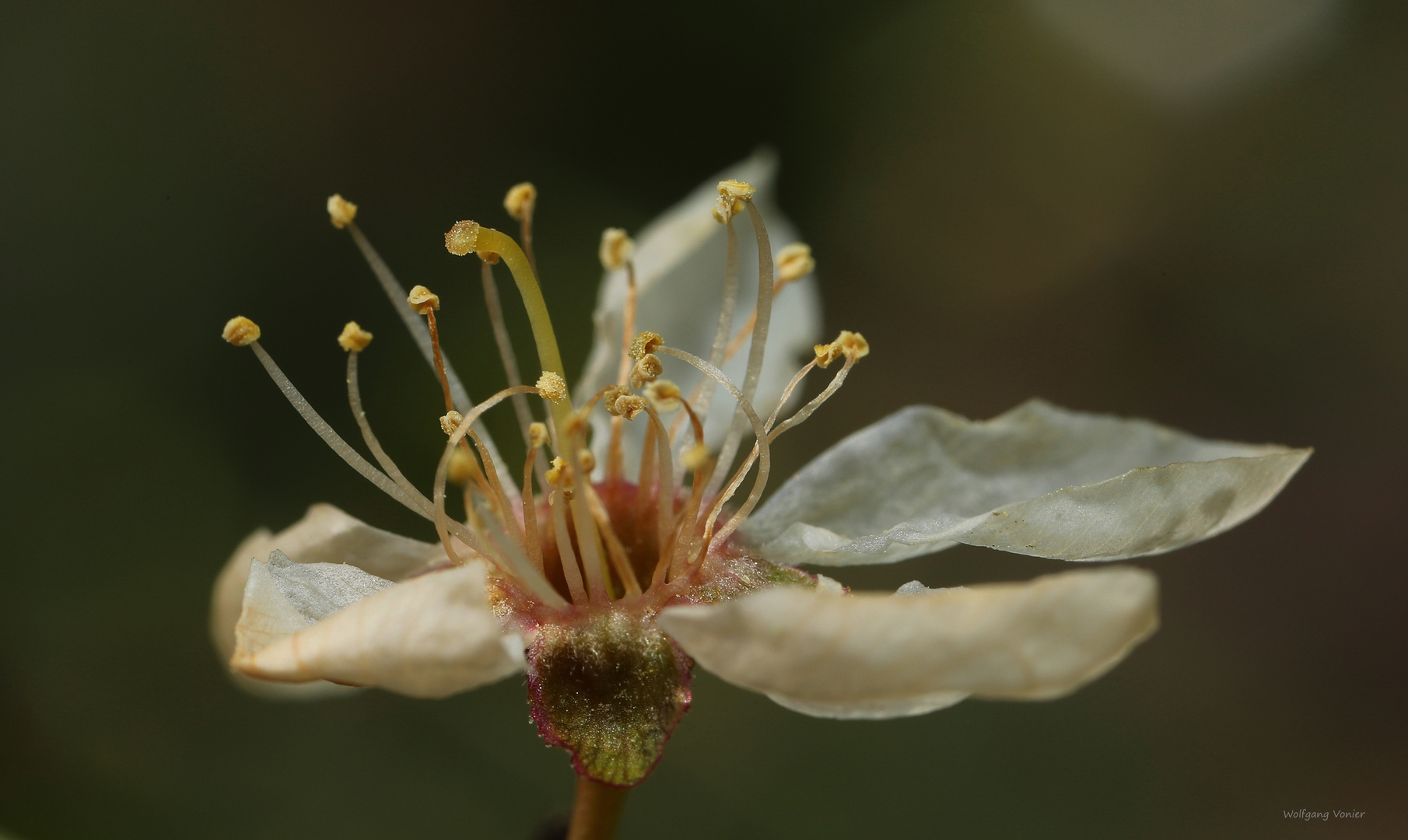 Aprikosenblüte