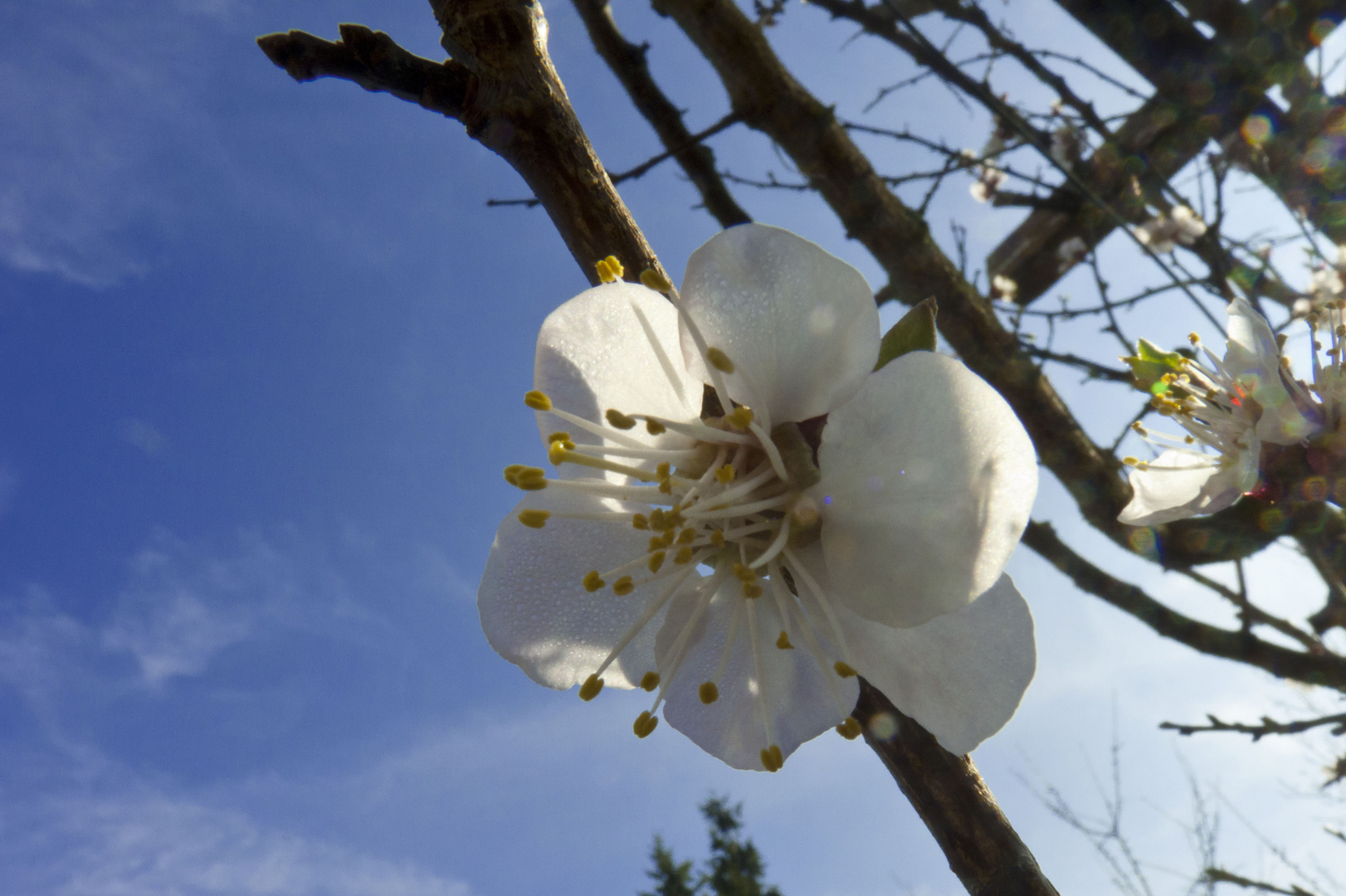 Aprikosenblüte