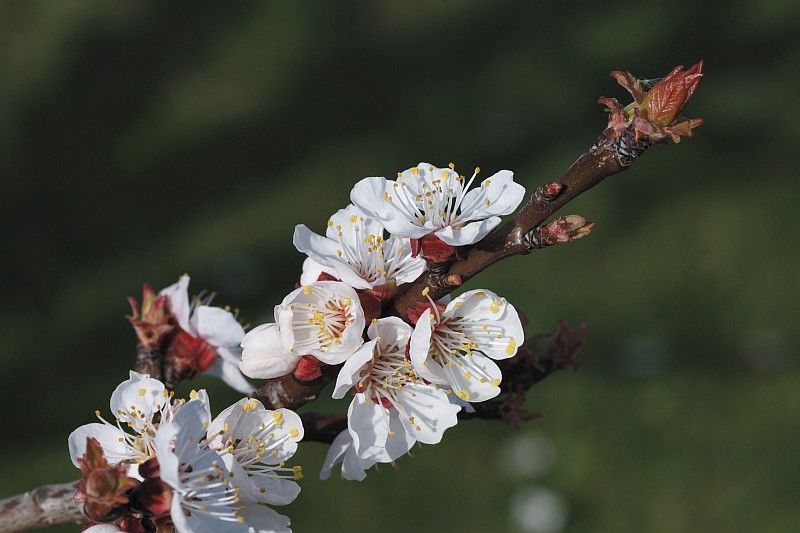 Aprikosenblüte