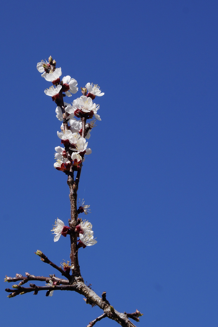 Aprikosenblüte