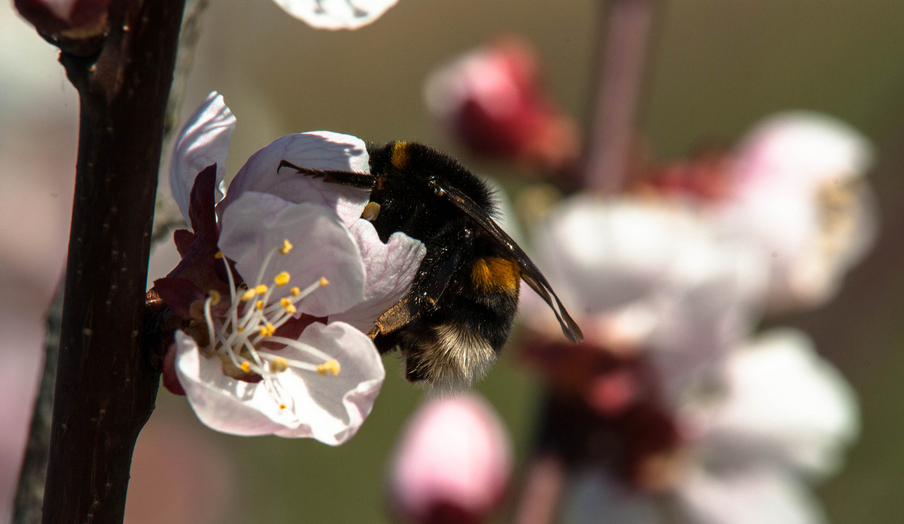 Aprikosenblüte