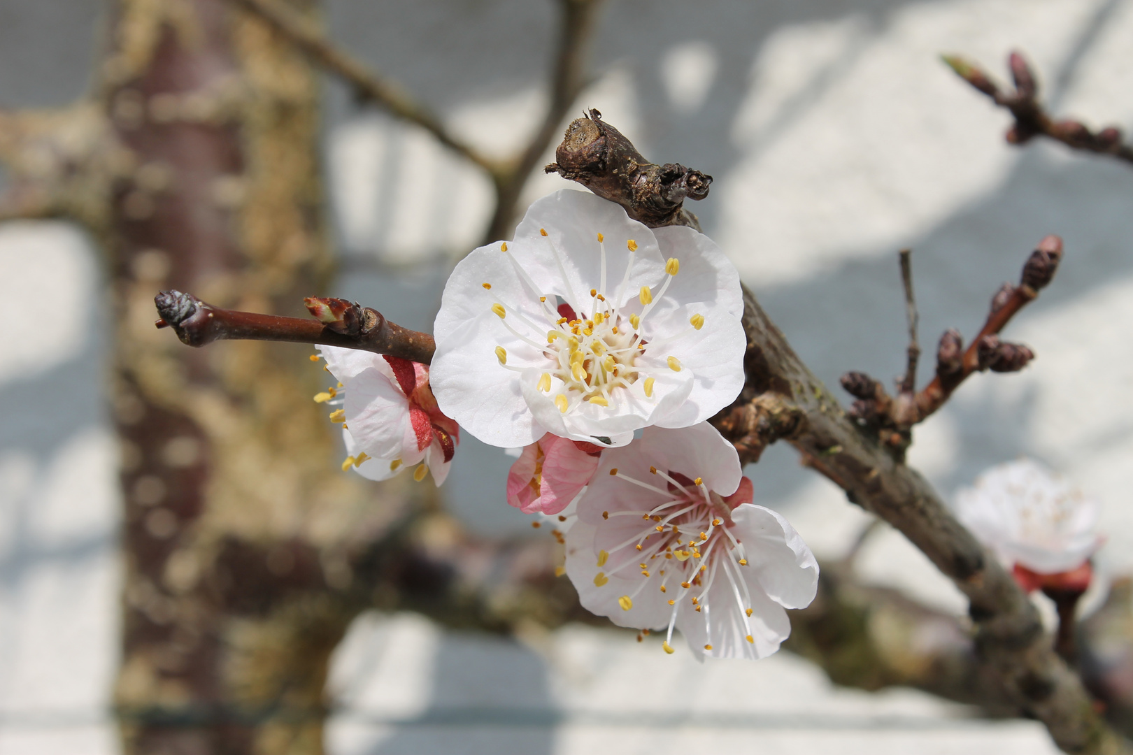 Aprikosenblüte