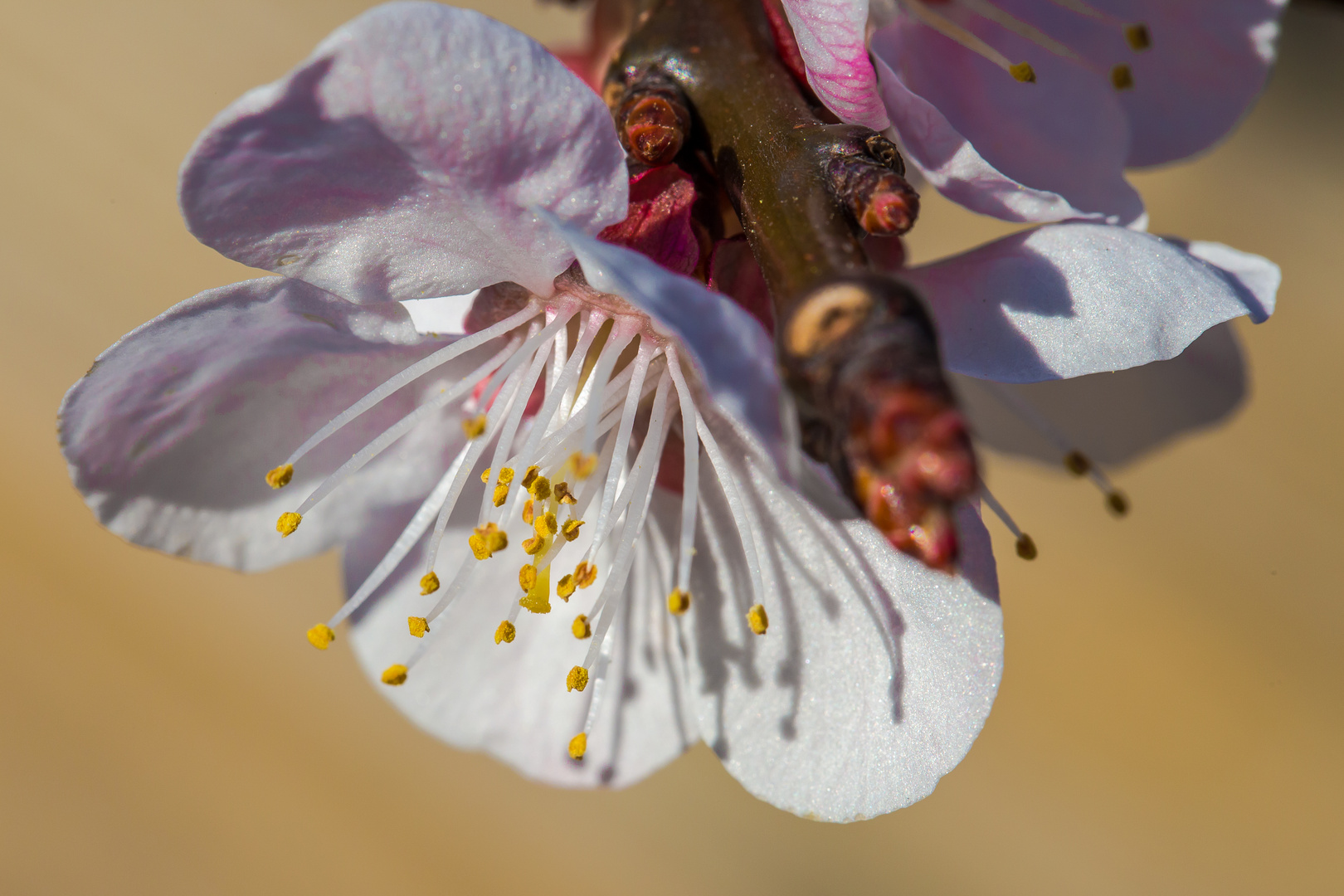 Aprikosenblüte