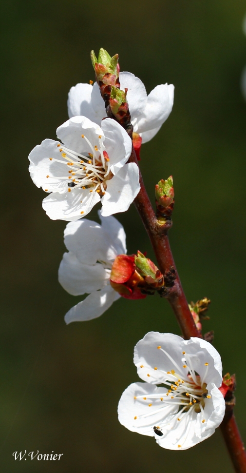 Aprikosenblüte