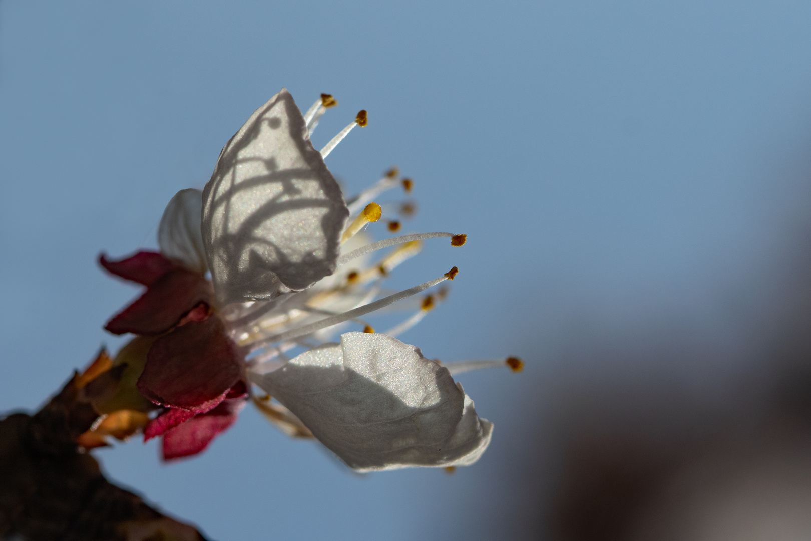 Aprikosenblüte im Gegenlicht