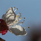 Aprikosenblüte im Gegenlicht